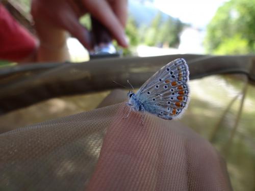 Réf. 265 810 : Polyommatus sp.