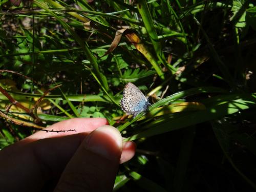 Plebejus sp.