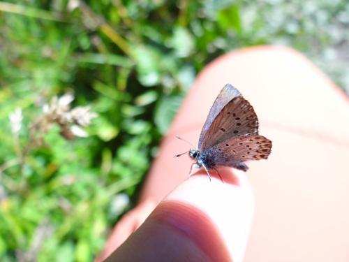 Plebejus sp.
