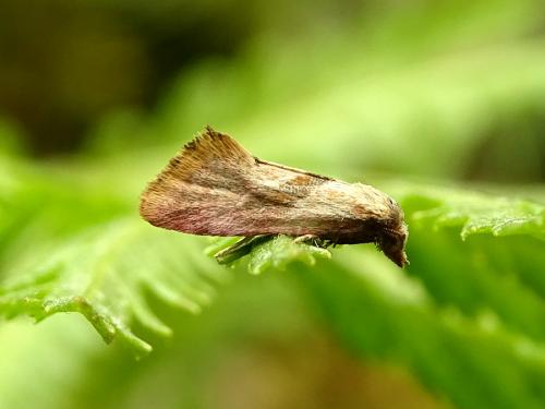 Réf. 265 717 : Cochylis sp.