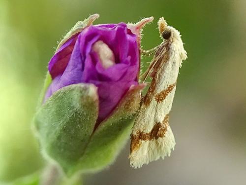 Réf. 265 723 : Aethes sp.