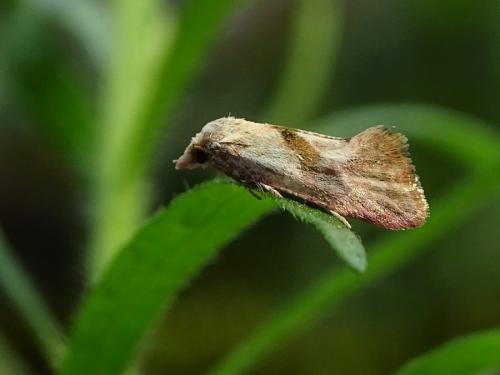 Réf. 265 711 : Cochylis sp.