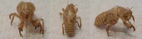 Cicada orni