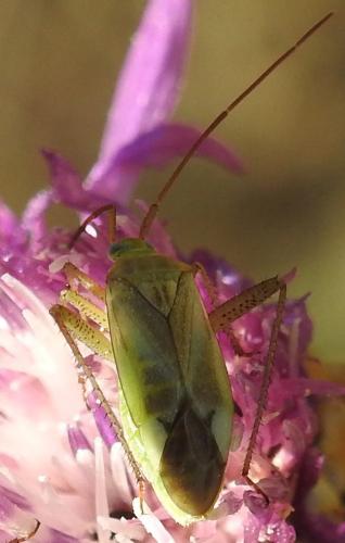 Adelphocoris lineolatus