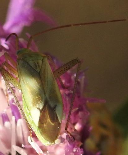 Réf. 265 011 : Adelphocoris lineolatus