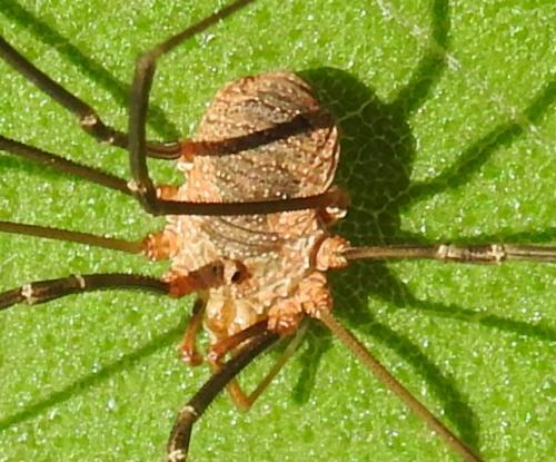 Phalangium opilio