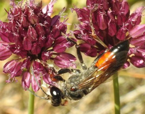 Réf. 265 626 : Sphex funerarius