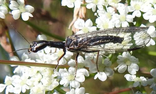 Réf. 265 984 : Phaeostigma sp.