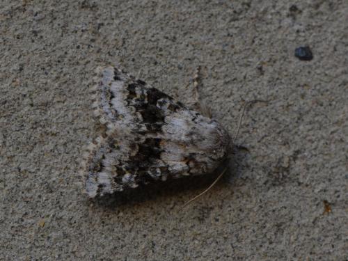 Réf. 265 062 : Hecatera bicolorata