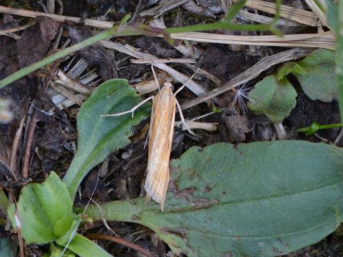 Agriphila tristella