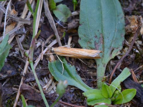 Agriphila tristella