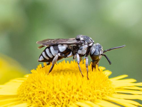 Réf. 265 664 : Triepeolus tristis