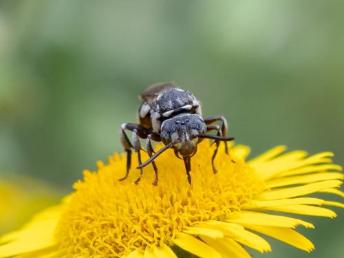 Réf. 265 665 : Triepeolus tristis