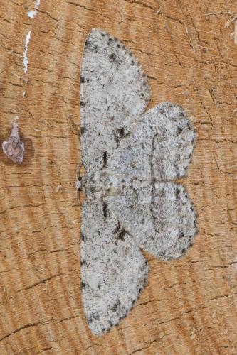 Réf. 265 222 : Hypomecis roboraria