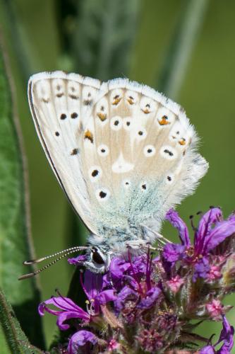 Réf. 265 560 : Polyommatus coridon
