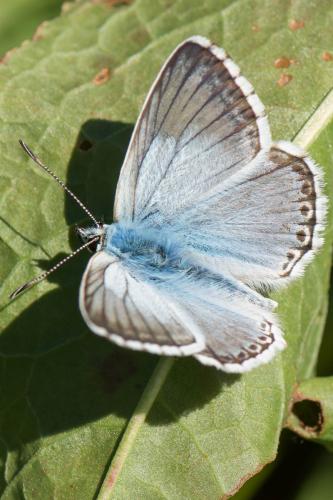 Réf. 265 561 : Polyommatus coridon