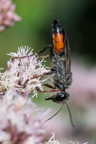 Réf. 265 834 : Sphex funerarius