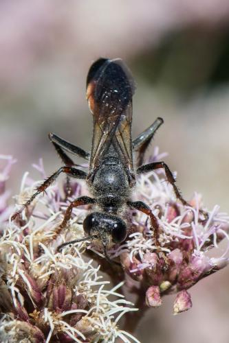 Réf. 265 835 : Sphex funerarius