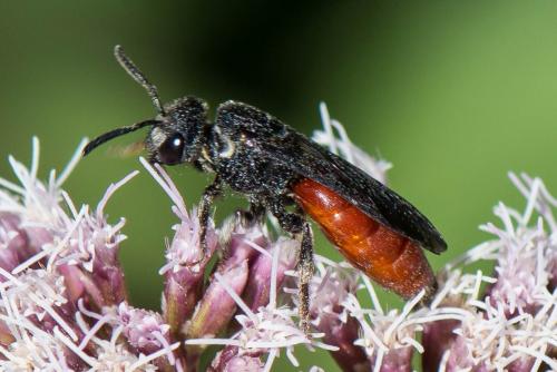 Réf. 265 904 : Sphecodes albilabris