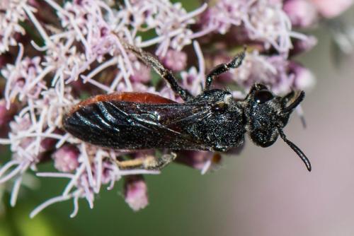 Réf. 265 905 : Sphecodes albilabris