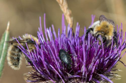 Bombus sp.