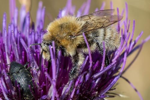 Bombus sp.