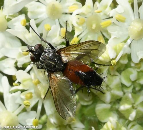 Eriothrix rufomaculata