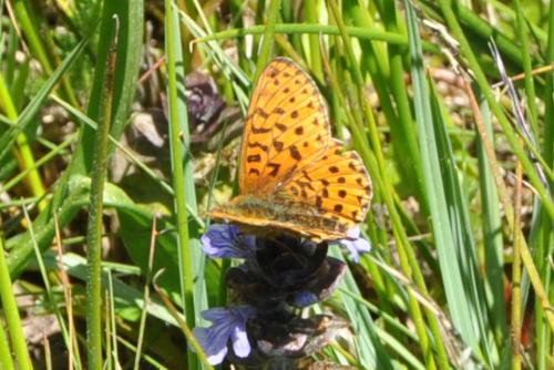 Boloria euphrosyne