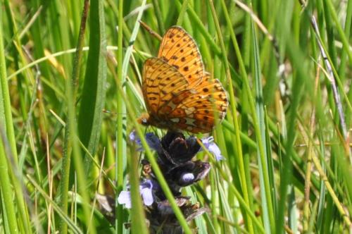 Boloria euphrosyne