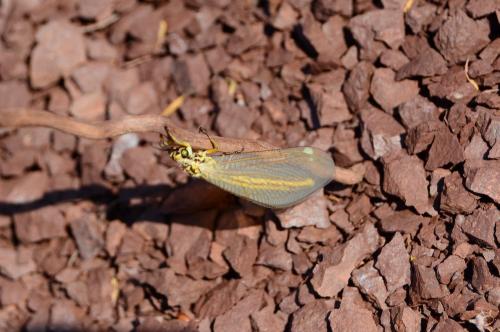 Réf. 265 320 : Myrmecaelurus trigrammus