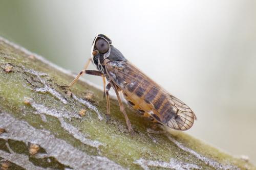 Hyalesthes duffelsi