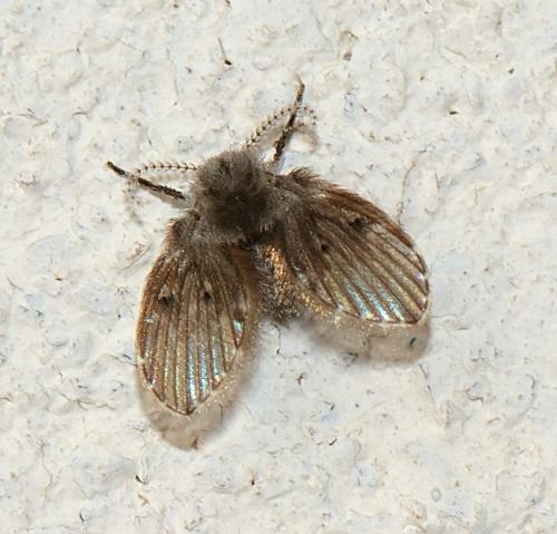 Clogmia albipunctata