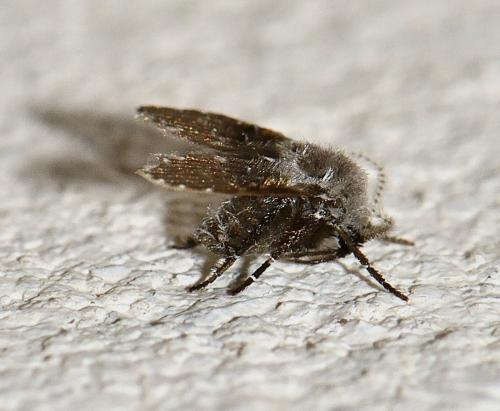 Réf. 265 429 : Clogmia albipunctata
