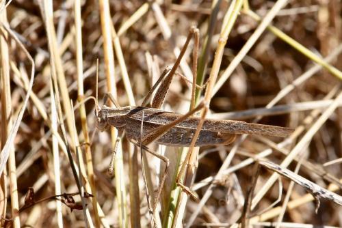 Tylopsis lilifolia