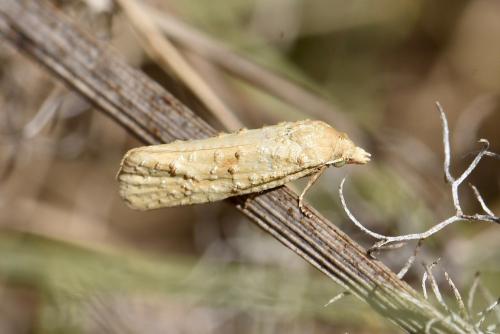 Cochylimorpha meridiana