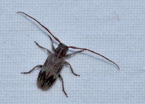 Réf. 265 307 : Exocentrus adspersus