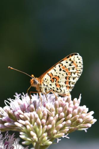 Melitaea didyma