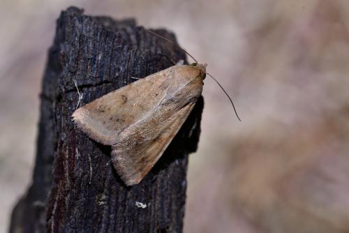 Helicoverpa armigera