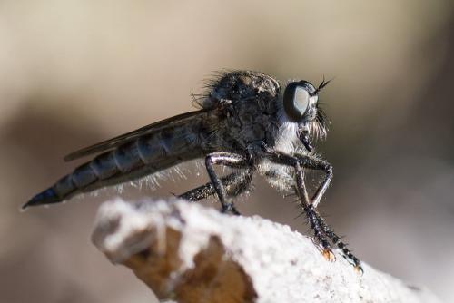 Réf. 265 346 : Machimus cyanopus