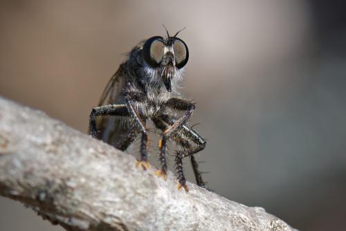 Réf. 265 345 : Machimus cyanopus