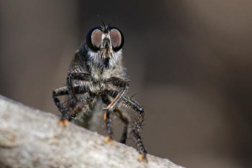 Machimus cyanopus