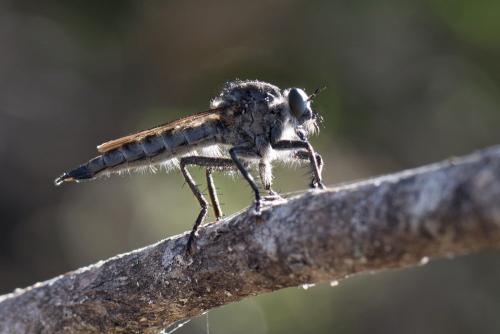 Machimus cyanopus