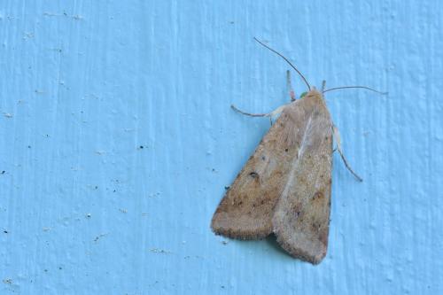 Helicoverpa armigera