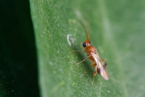 Phanerotoma sp.
