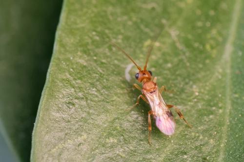 Phanerotoma sp.