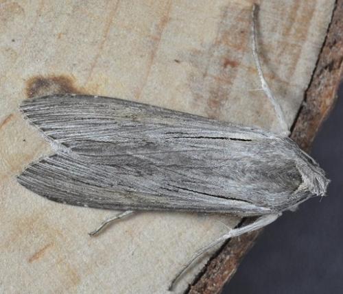 Réf. 265 409 : Cucullia umbratica