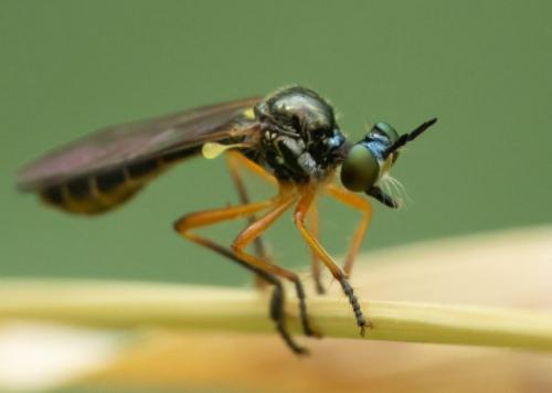 Dioctria bicincta