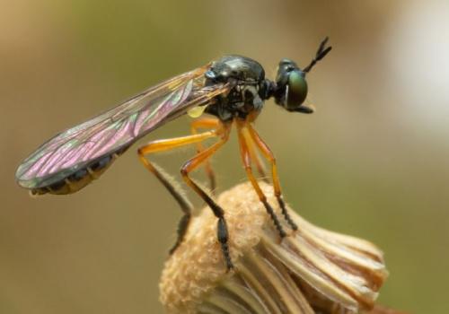 Dioctria bicincta