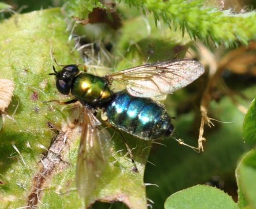 Réf. 265 585 : Chloromyia formosa