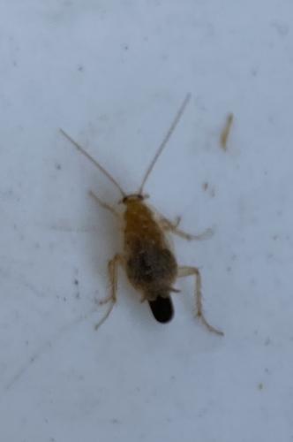 Planuncus vinzi